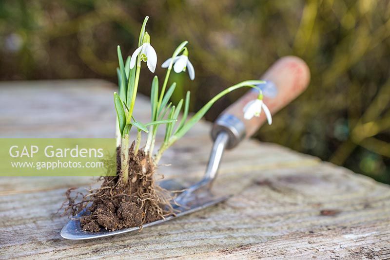 Flowering Galanthus bulbs sat on a trowel on a wooden surface