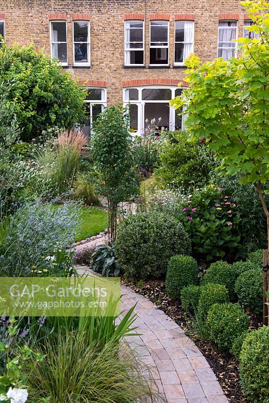 A town garden with curved stone path through borders planted with shaped Buxus, Acer Aureum, Hydrangea, Hosta, Echinops and Stipa grass, Lavandula, Echinacea and Eryngium.