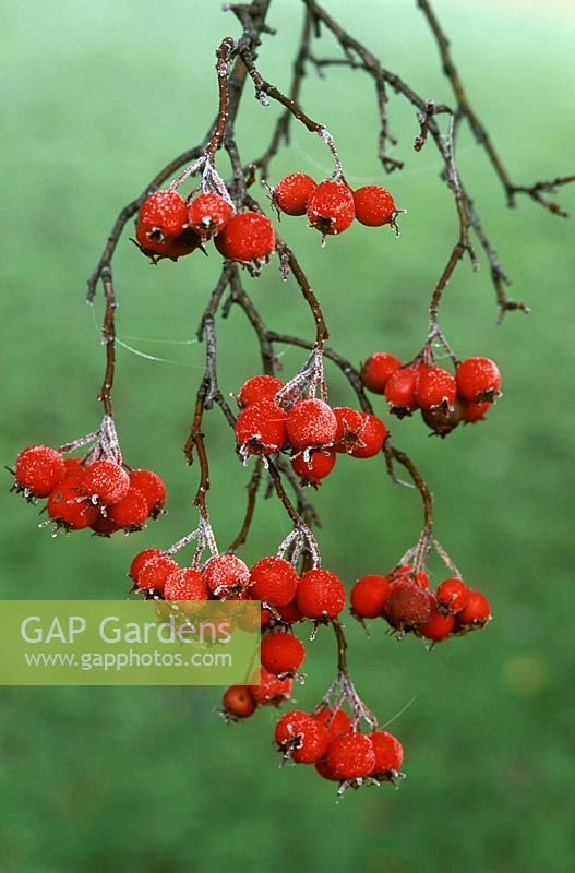 Crataegus persimilis 'prunifolia' AGM frost on berry, November