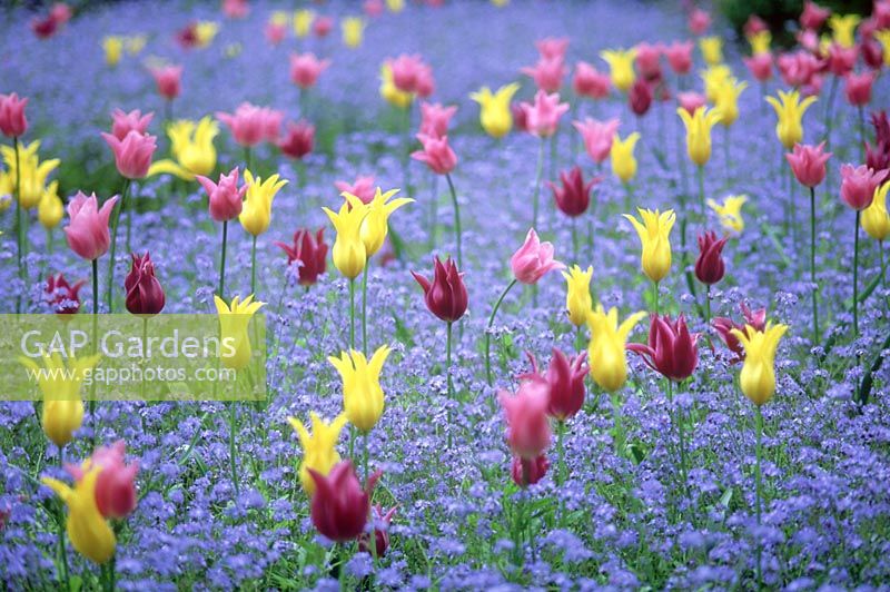 Colourful drifts of spring flowers with Tulipa 'China Pink' AGM 'West Point' agm and 'Maytime'  with myosotis - forget me not, May