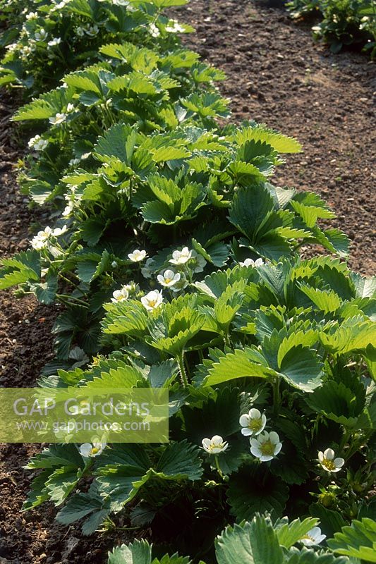 Fragaria 'Tamella' - row of strawberry plants in flower at RHS Wisley