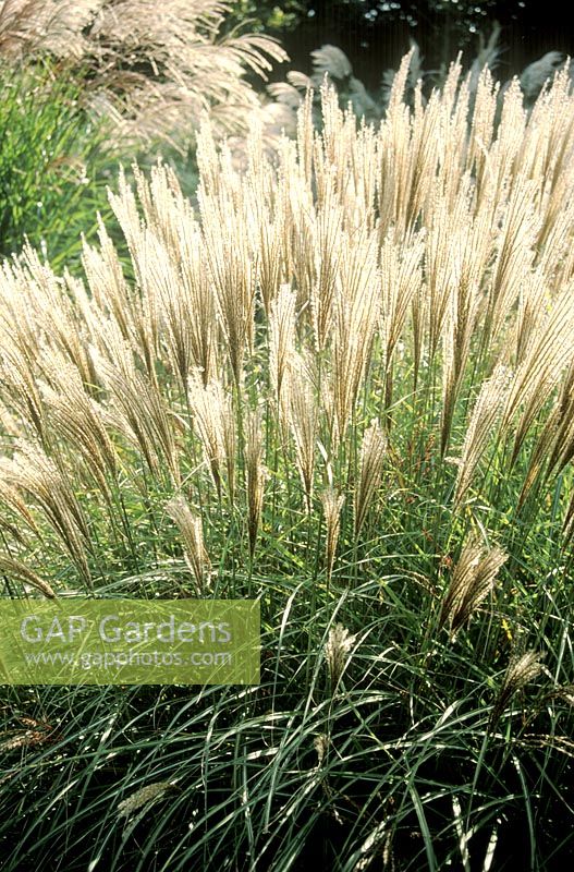 Miscanthus sinensis 'Undine' - Chinese silver grass with seed head, October 