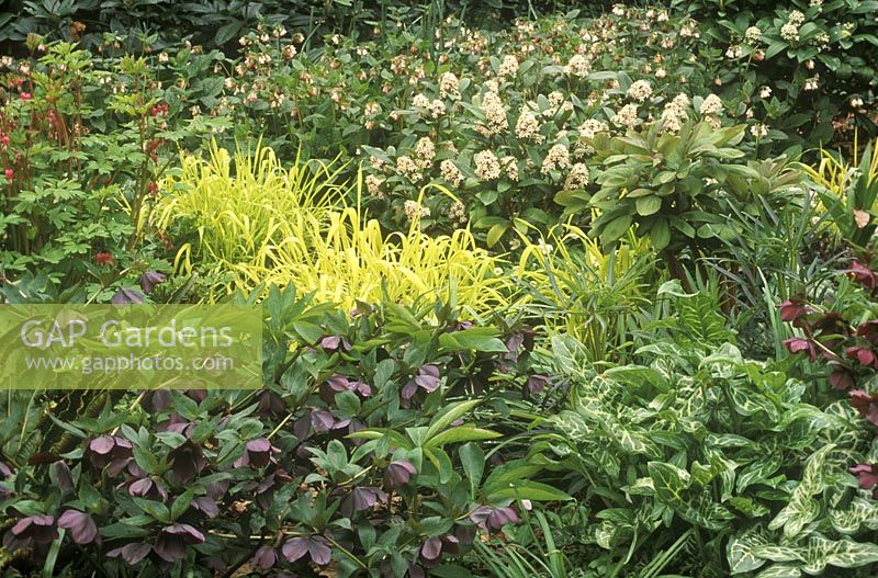 Mixed early spring border with Milium effusum 'Aureum', Helleborus, Skimmia, Arum subsp italicum 'Marmoratum' at Beth Chatto gardens