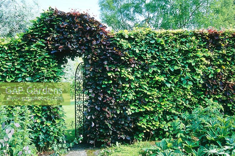 Tapestry hedge as garden divider, arch with wrought iron gate