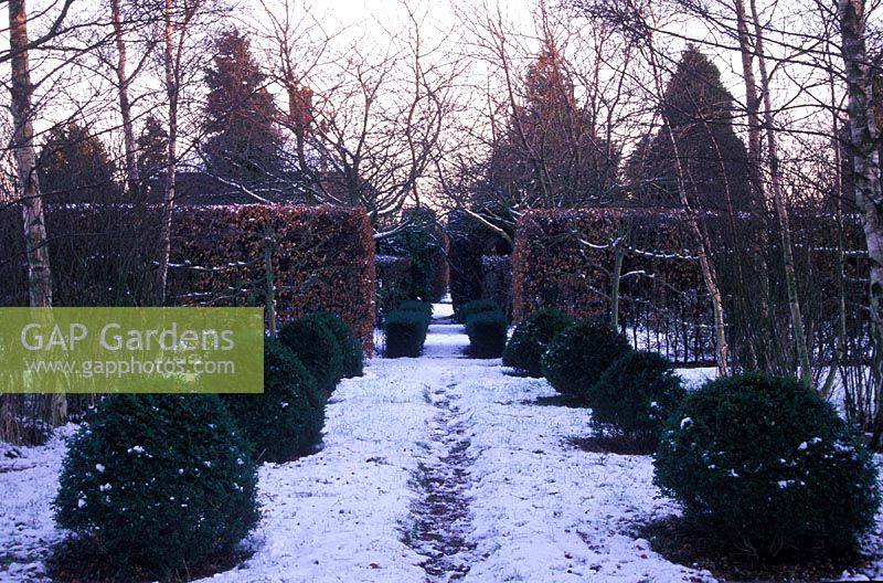 Formal garden in winter with path, buxus topiary balls, fagus - beech hedge and pleached tilia - lime