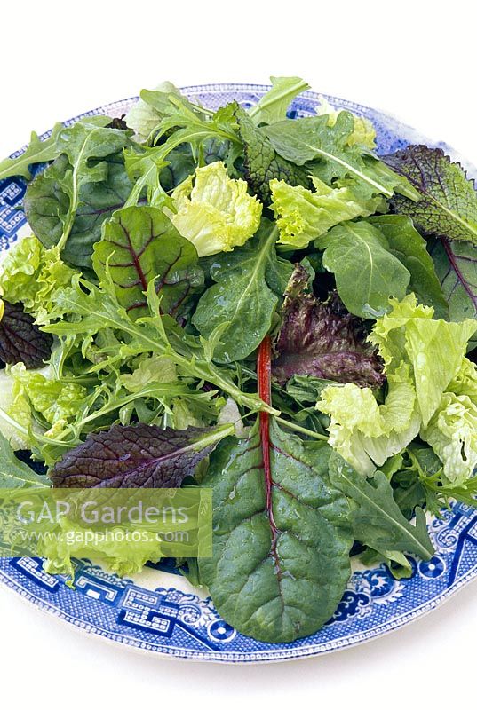Leaf salad with Lettuce 'Lollo Biondi', Lettuce mizuna, red chard, red mustard and rocket