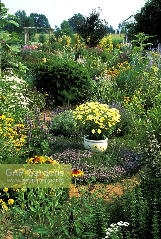 Informal herb garden planted with thyme, agastache, lavandula, santolina, yarrow with a pot of marguerites as a central feature marla's garden. Michigan. USA