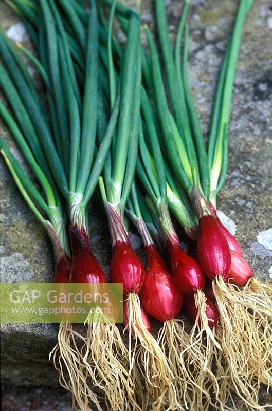 Spring onion 'Furio' 