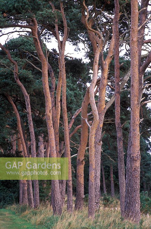 Pinus sylvestris - Brecklands, Norfolk