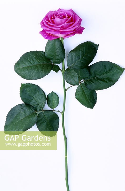 Deep pink rosa on long stem with three leaves on white background