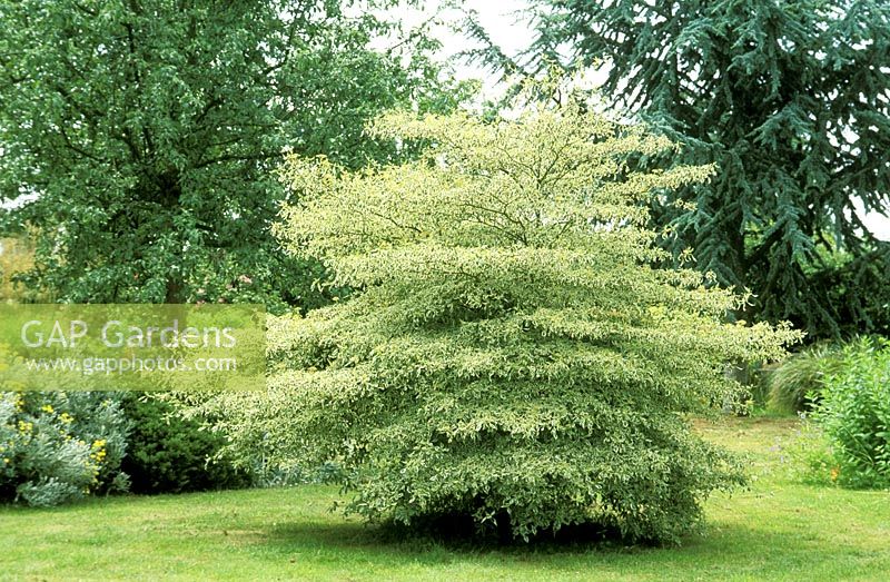 Cornus alternifolia 'Argentea' - pagoda dogwood