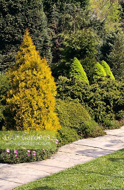 Thuja occidentalis rheingold growing in border with Picea glauca albertiana conica and Osteopermum jucundum and Cryptomeria japonica cristata, Ness Botanic Garden