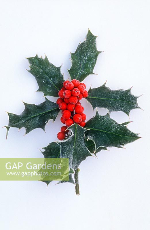 Frosted sprig of ilex aquifolium with berry on white background in December