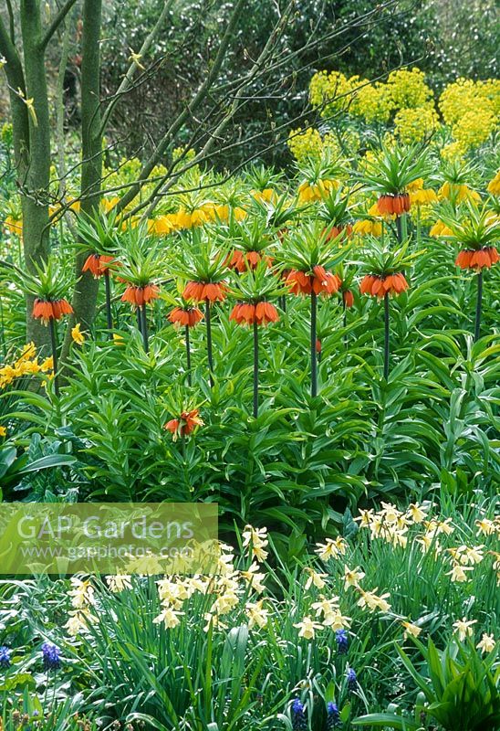 Spring border with fritillaria imperialis, narcissus, muscari, euphorbia characias subsp wulfenii at Beth Chatto garden, April