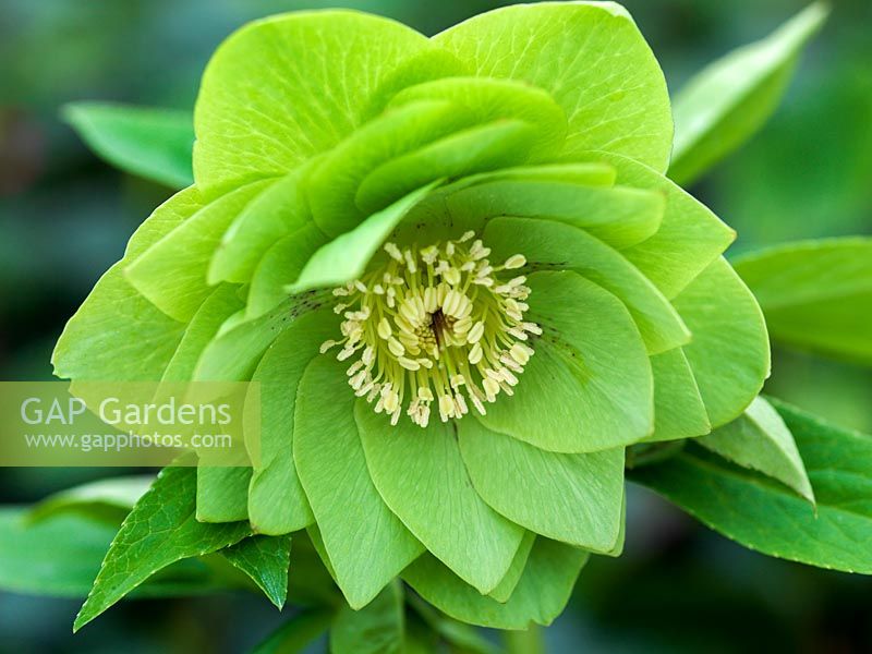 Helleborus x hybridus Ashwoods Garden Hybrids, hellebore, large, green double form with maroon spotting. A perennial flowering from winter.