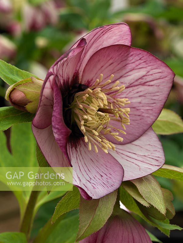 Helleborus x hybridus Ashwoods Garden Hybrids, hellebore, a bowl-shaped form with maroon nectaries streaking outwards onto shapely petals. Young bronze foliage. Winter perennial.