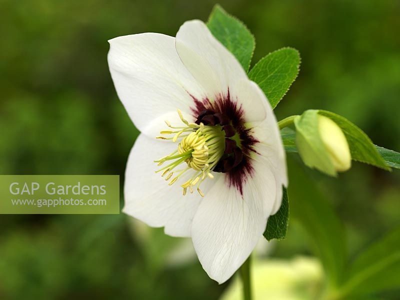 Helleborus x hybridus Ashwoods Garden Hybrids, one of earliest hellebores to flower. Simple, white single with dark nectaries and light maroon flush. One of Kevin's favourites.