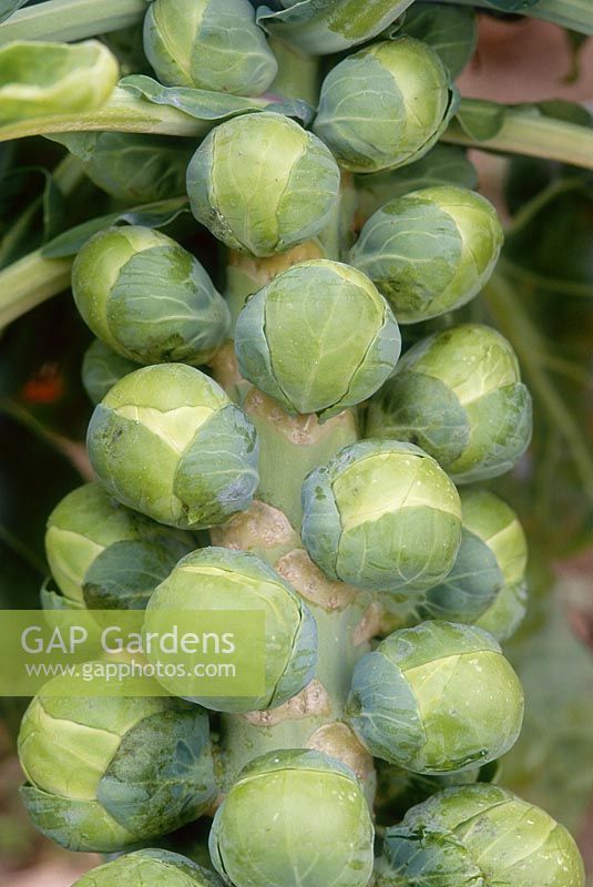 Brussel sprout 'Breeze', February