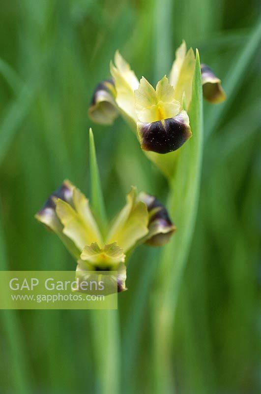 Hermodactylus tuberosus - widow iris, syn. Iris tuberosa. Black and green flower, March