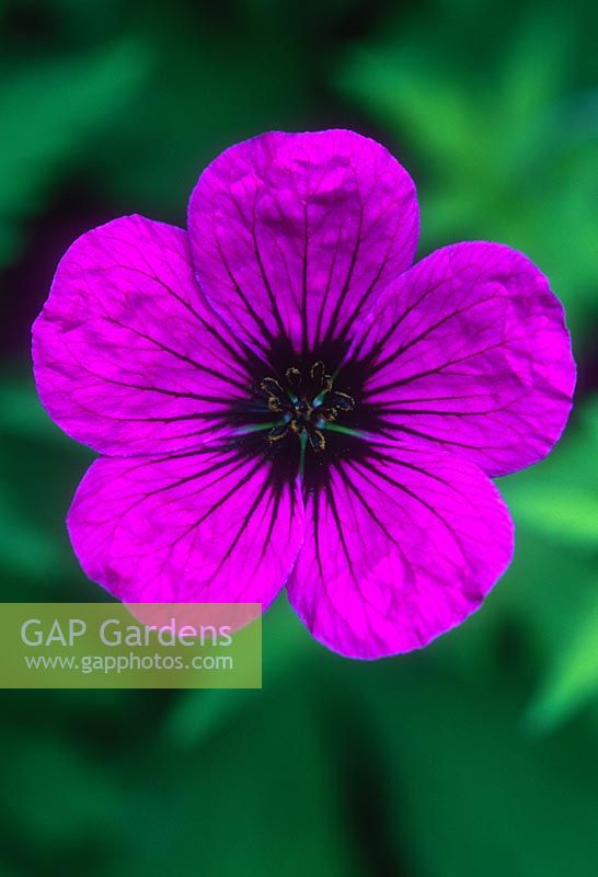 Geranium psilostemon AGM close-up of pink flower, June