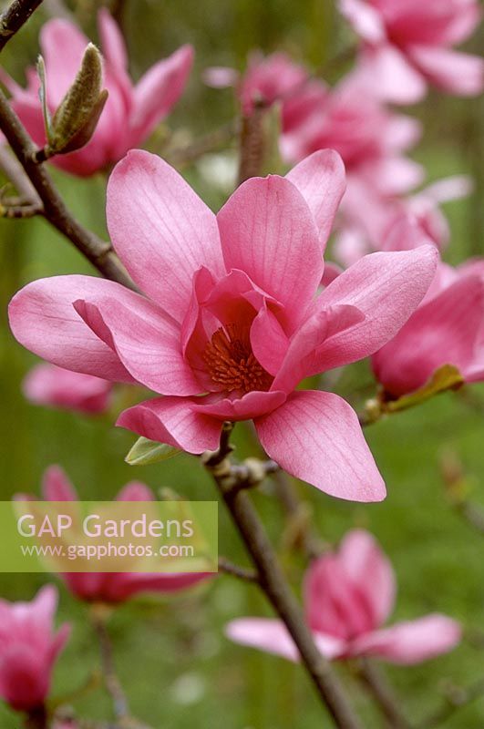 Magnolia vulcan. Close up of pink flowers