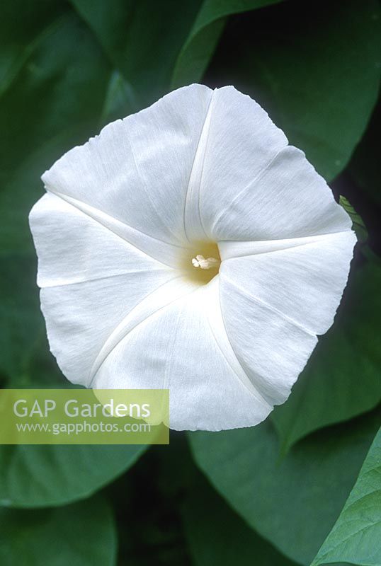 Ipomoea tricolor var. 'Pearly Gates' - Morning glory flower, October
