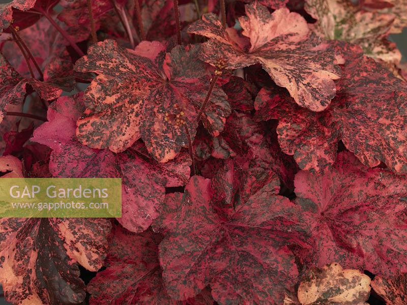 Heuchera Eton Mess Raspberry TM, Fox Series TM, an evergreen perennial with smooth, lobed leaves mottled pink, red, crimson, black 