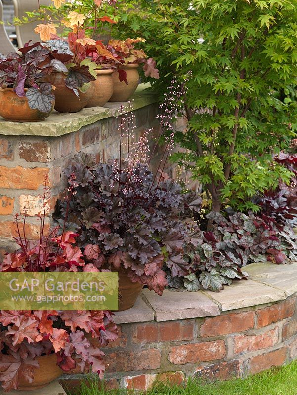 In lower pots and bed by acer, left to right - Heuchera Mahogany, Dark Secret, Cherries Jubilee. On top of wall - Guardian Angel, Marmalade and Heucherella Sweet Tea.
