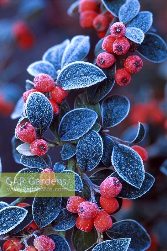 Cotoneaster franchetii, frosted berries surrounded by evergreen foliage