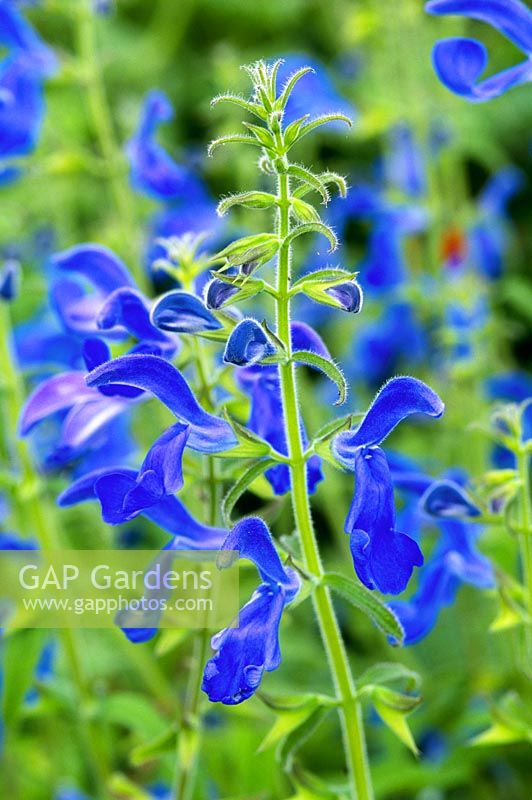 Salvia patens 'Oxford Blue', August