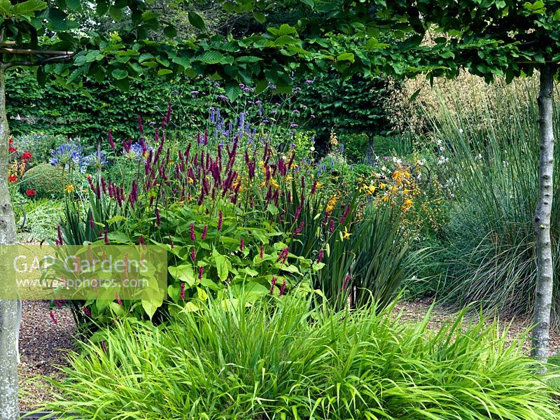A gravel garden planted with Crocosmia 'Gerbe D'or', Agapanthus africanus, Persicaria and Stipa gigantea 'Gold Fontaene', encircled by a pleached hornbeam hedge.
