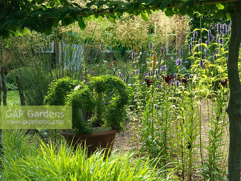 Tropaeolum speciosum trained on a frame in the shape of a crown. The gravel garden planting seen under pleached hedge includes Stipa 'Gold Fontaene', Agastache 'Black Adder', lilium and Guara lindheimeri.