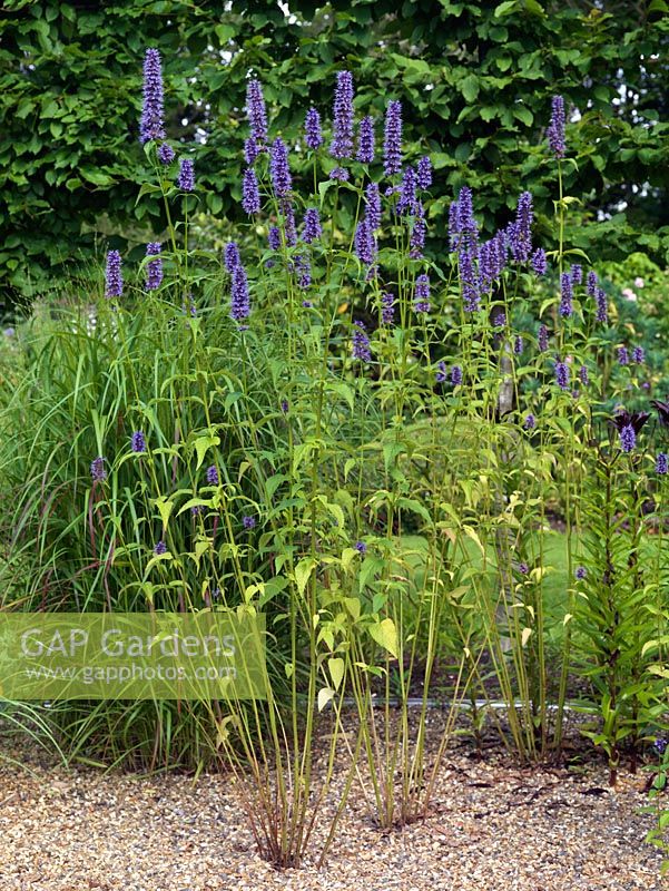 Agastache 'Black Adder', a perennial Hyssop with scented leaves and dark mauve flowers