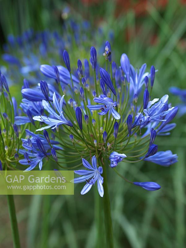 Agapanthus africanus hybrid - African blue lily