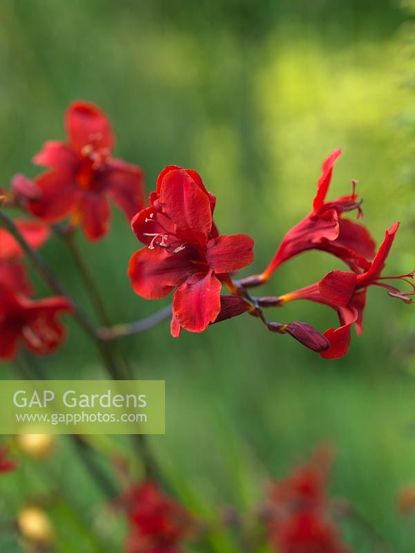 Crocosmia 'Hellfire' - Red montbretia, August and September.