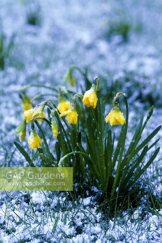 Narcissus pseudonarcissus after a light snow fall, February