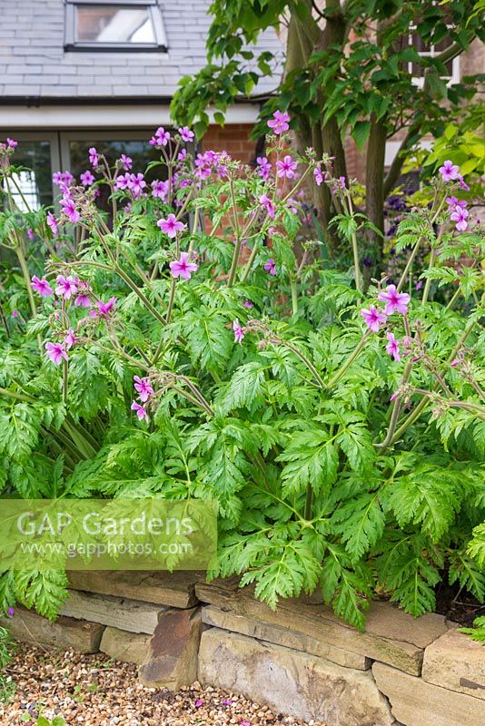 An abundance of Geranium maderense in a border beside a dry stone wall
