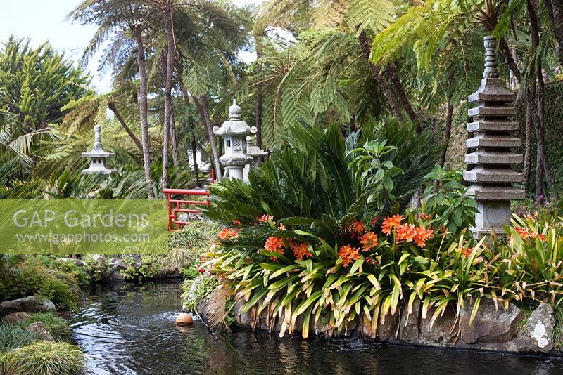 Clivia miniata around the pond in the Oriental garden at Monte Palace Tropical Garden, Madeira, with Japanese pagodas and lanterns
