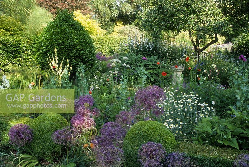 Cottage garden with Buxus topiary, Allium cristophii - Persian Onion, Star-of-Persia, Anthemis, Papavers - poppies, campanulas - bellflowers
