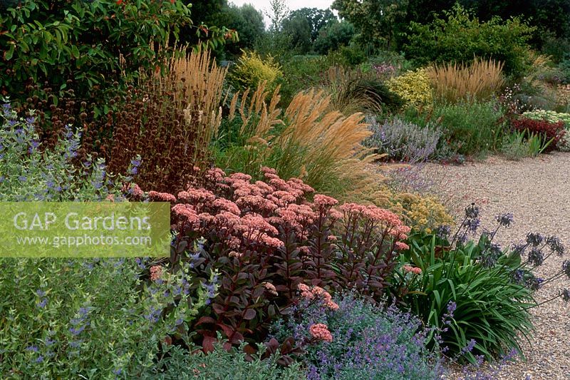 Dry garden with Sedum 'Matrona', Caryopteris, Jerusalem Sage - Phlomis and grasses at Beth Chatto Gardens, Essex
