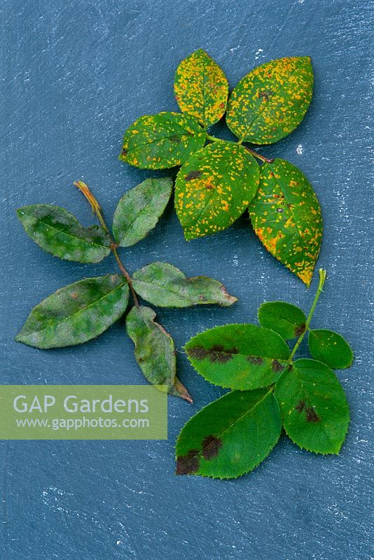 Examples of rose leaf diseases laid out on slate - rust, mildew and blackspot
