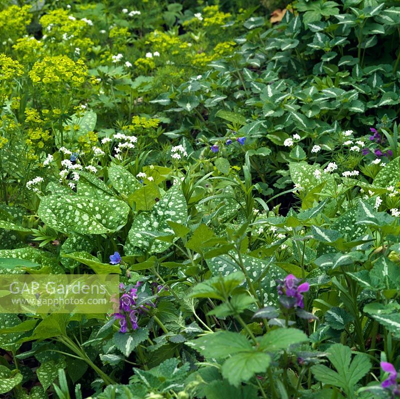 Euphorbia, lamium and pulmonaria in Spring border
