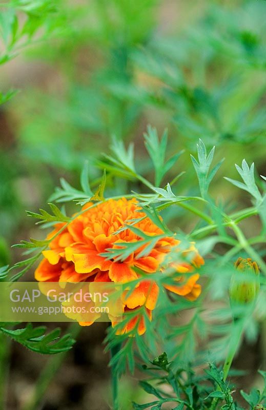 Companion planting of carrot - Daucus carota and French marigold - Tagetes to deter carrot fly.