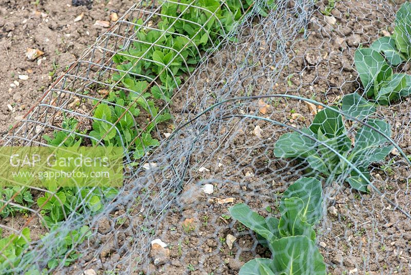 Peas - Pisum sativum, 'Kelvedon Wonder' and Spring Cabbage - Brassica, 'Greyhound' under wire netting for pet, rabbit and wild bird protection.