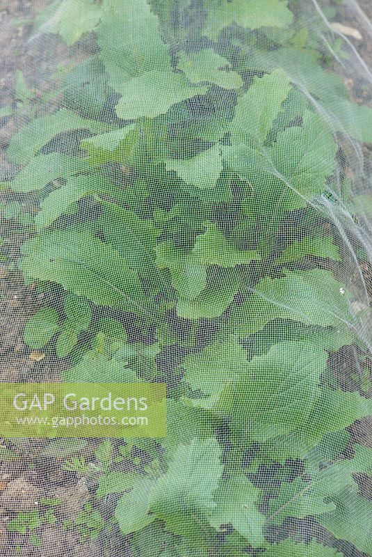 Turnip - Brassica rapa 'Sweetball' under plastic mesh for pet, rabbit and wild bird protection.