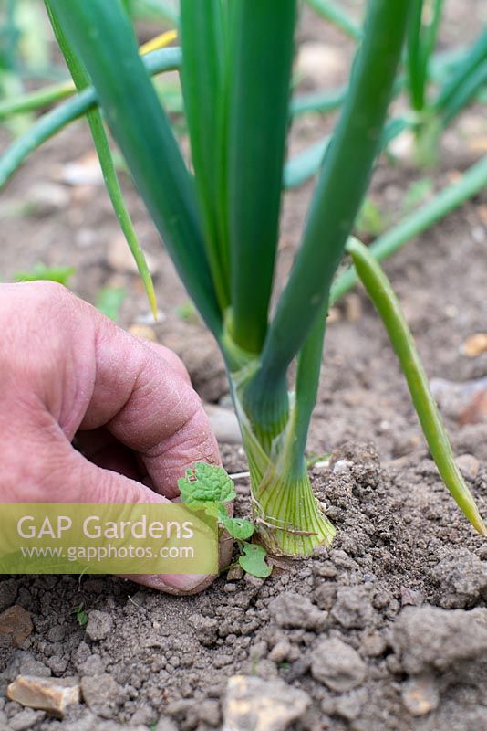 Male gardener hand weeding maincrop onions.