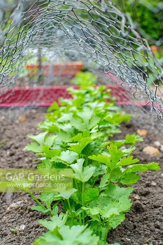 Outdoor grown Coriander under wire netting  for pet, rabbit and wild bird protection.