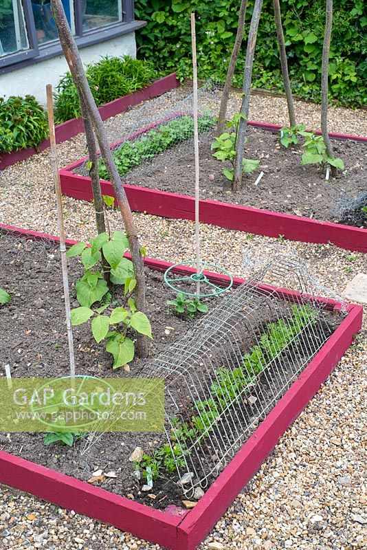 Small raised beds in early summer with Runner beans, Broad Beans and early Carrot crop under wire netting for pet, rabbit and wild bird protection.