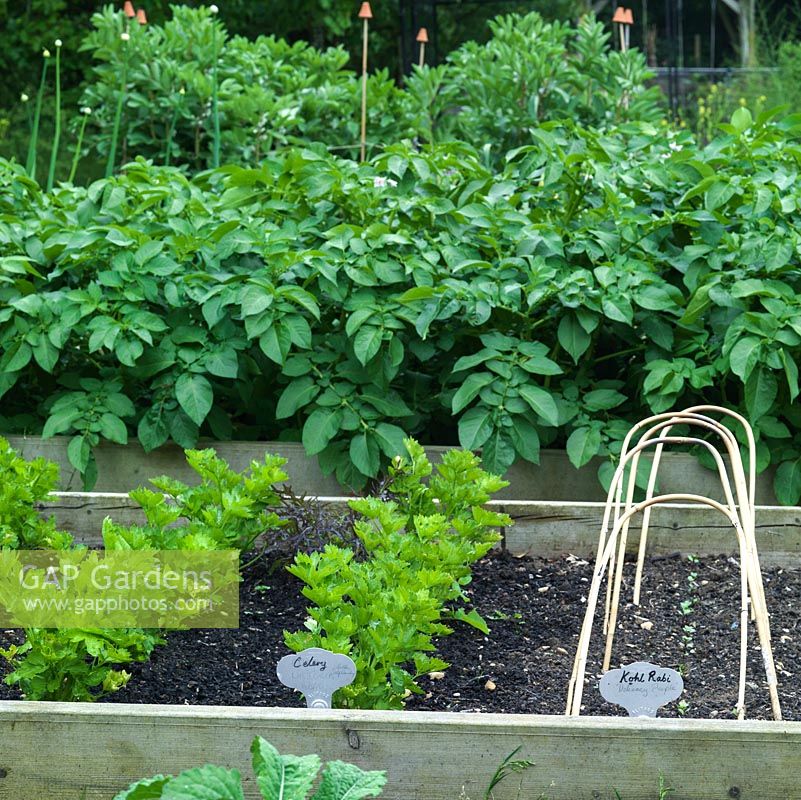 Raised vegetable beds containing celery and potatoes.