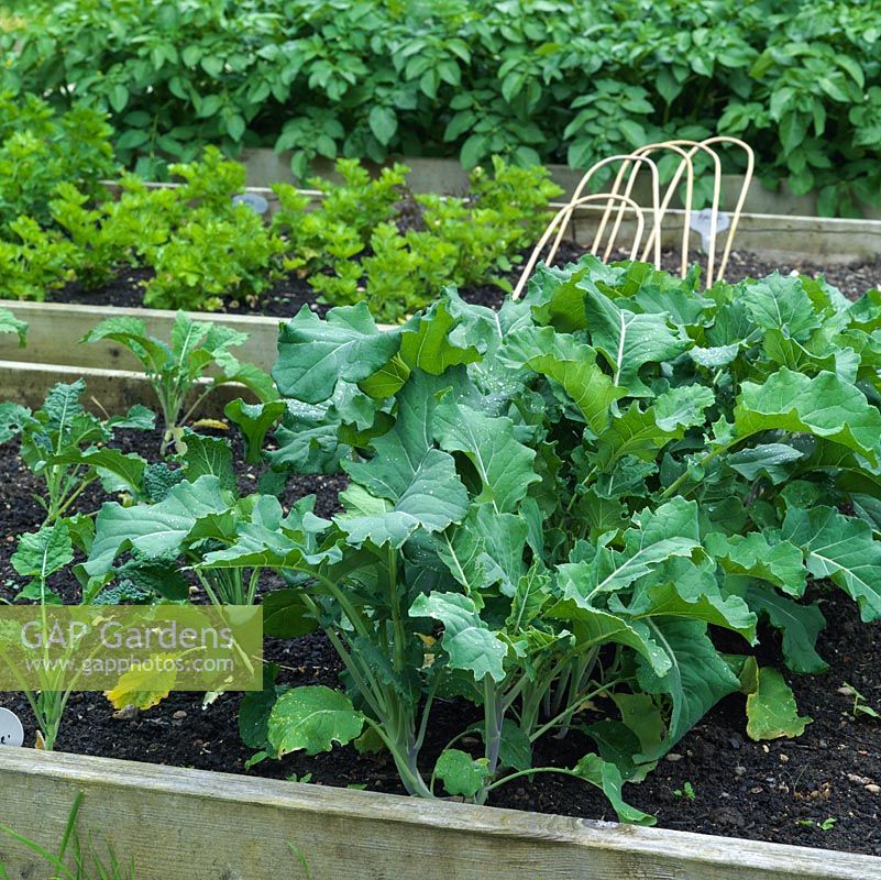 Raised vegetable beds containing brocoli 'Early Purple', celery and potatoes.